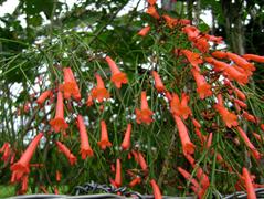 روسلیا(گل مرجانی)